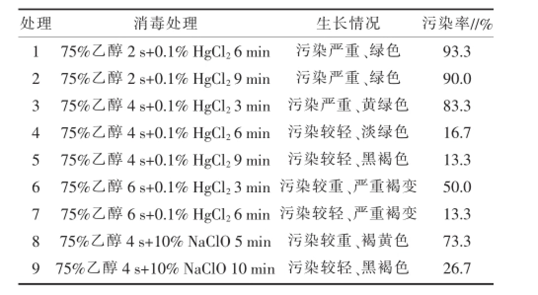粉色APP导航官网入口室