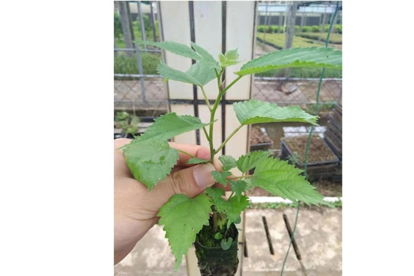 粉色APP导航官网入口