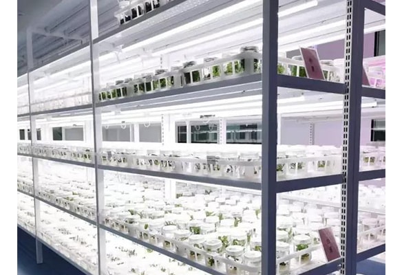 粉色APP导航官网入口  粉色APP导航官网入口苗
