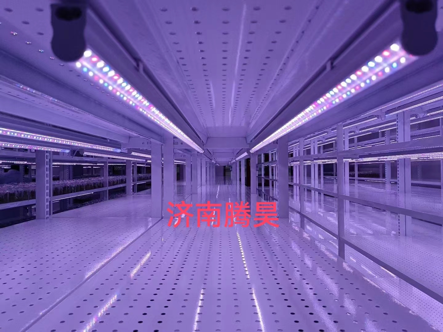 粉色APP导航官网入口架，培养架，光照培养架，粉色APP导航官网入口室设计，粉色APP导航官网入口室无菌净化