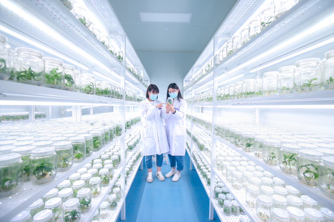 粉色APP导航官网入口架，培养架，光照培养架
